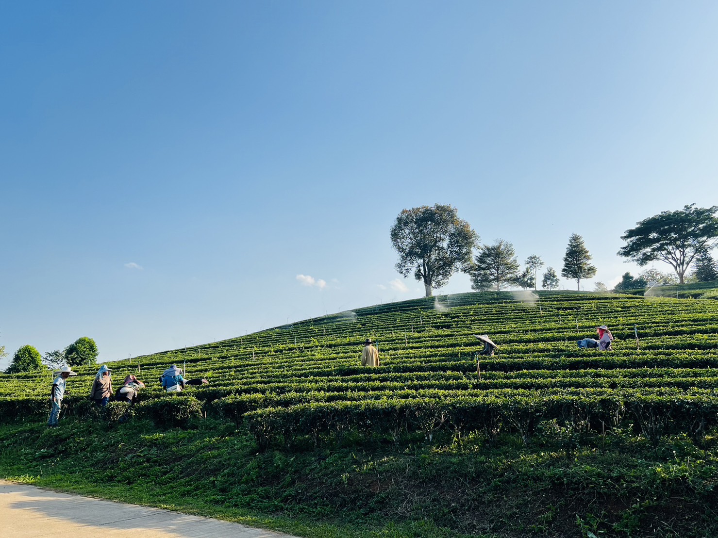 Choui Fong Tea Plantation: A Paradise of Tea and Nature in Chiang Rai